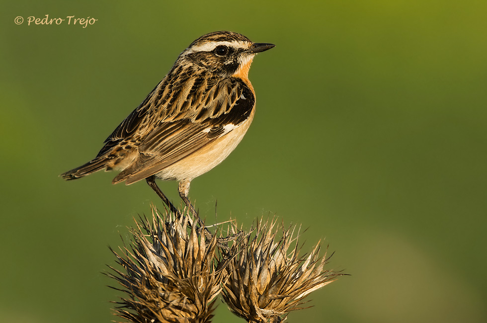 Tarabilla norteña (Saxicola rubetra)